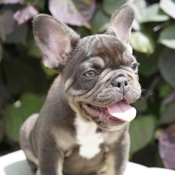 Truffle, French Bulldog