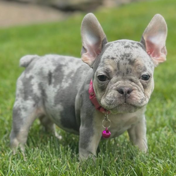 Shelby, French Bulldog