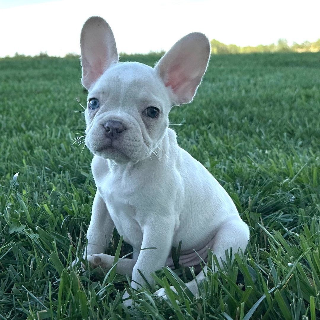 Winston