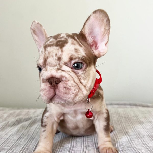 Archie, French Bulldog