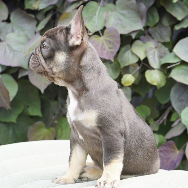 Mochi, French Bulldog