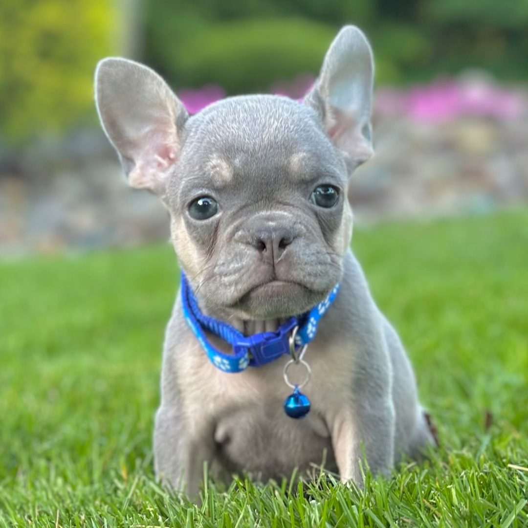 Duke