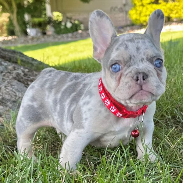 Jake, French Bulldog