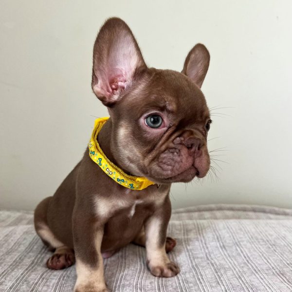 Hanky, French Bulldog