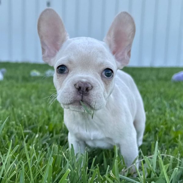Maisie, French Bulldog