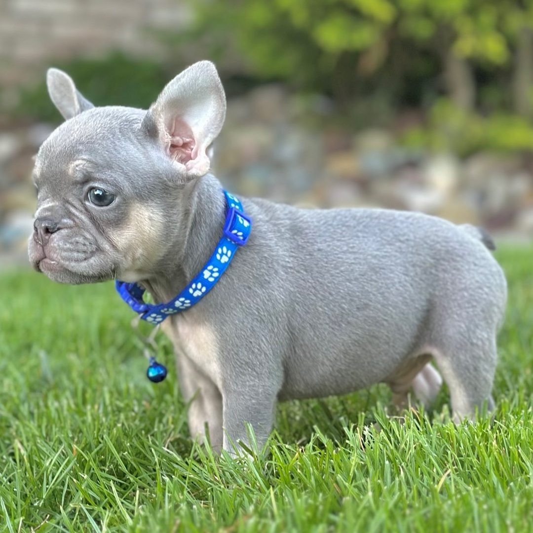 Duke