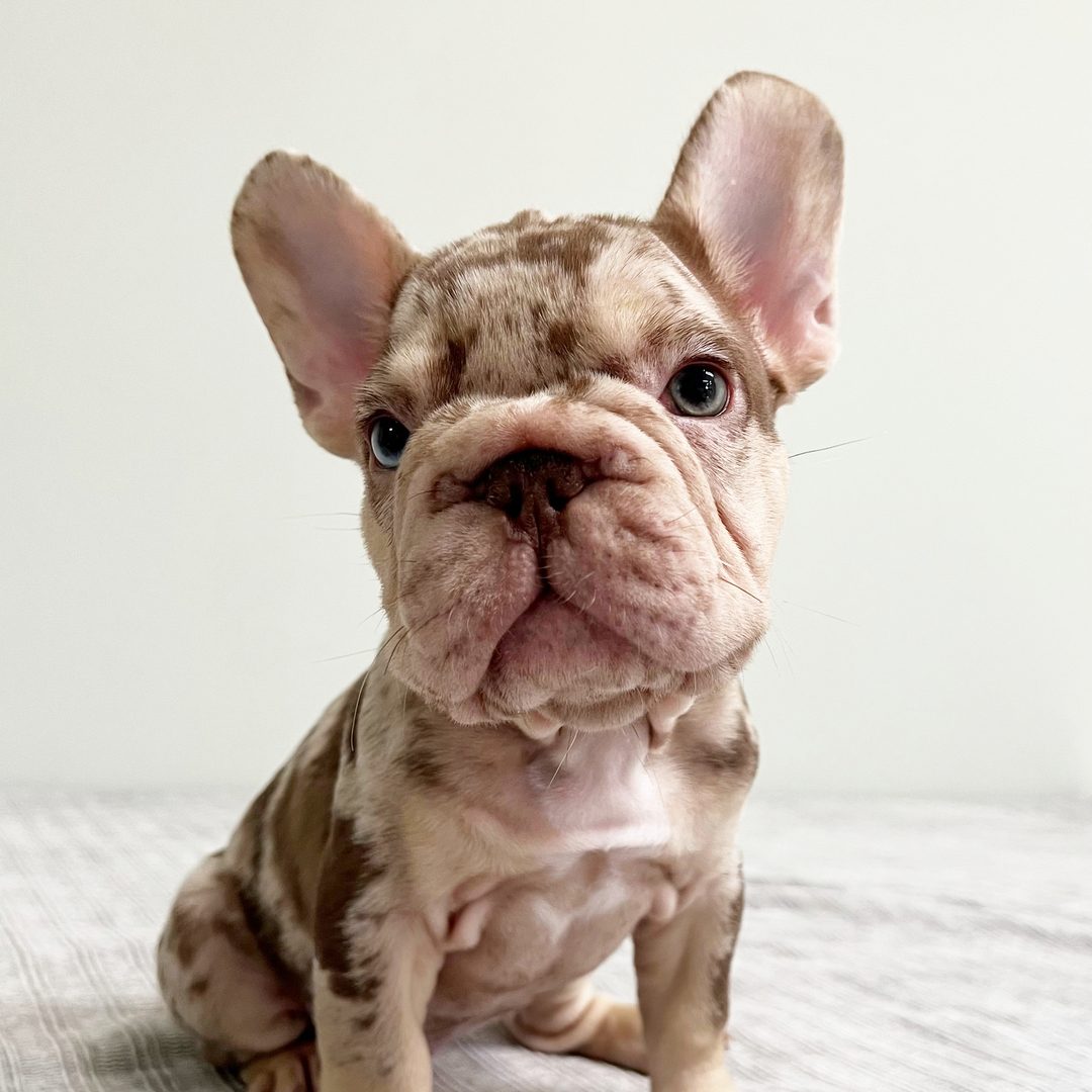 Archie