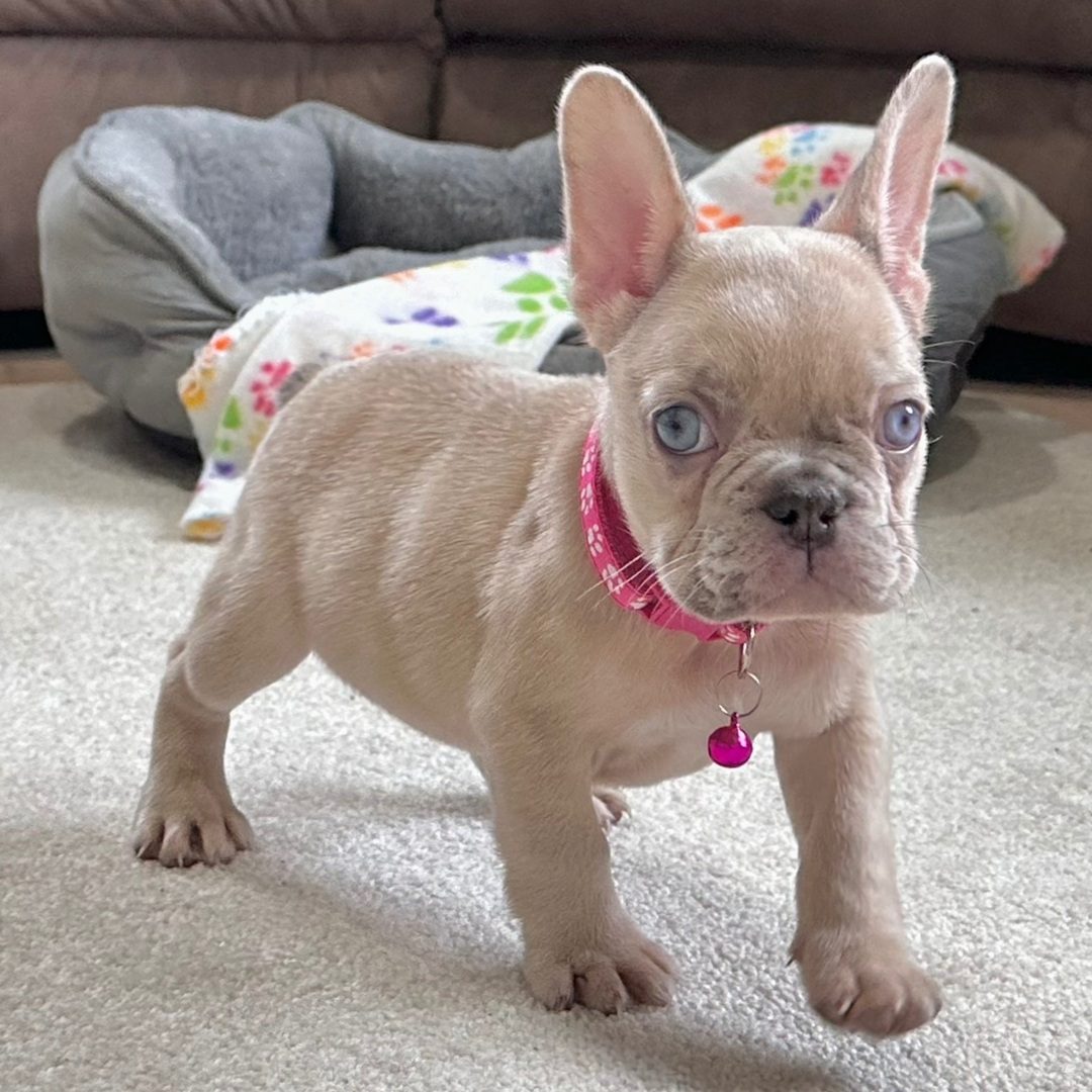 Princess