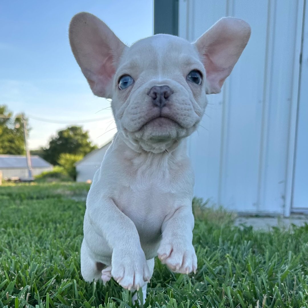 Winston