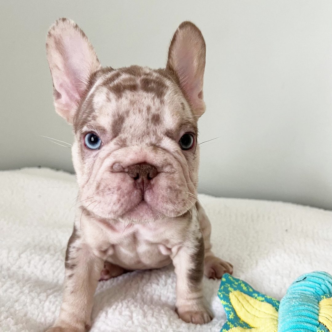 Archie
