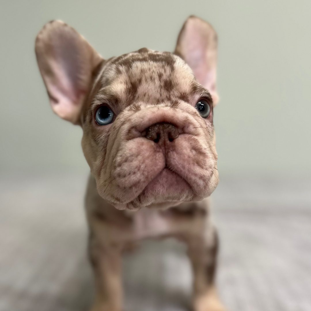 Archie