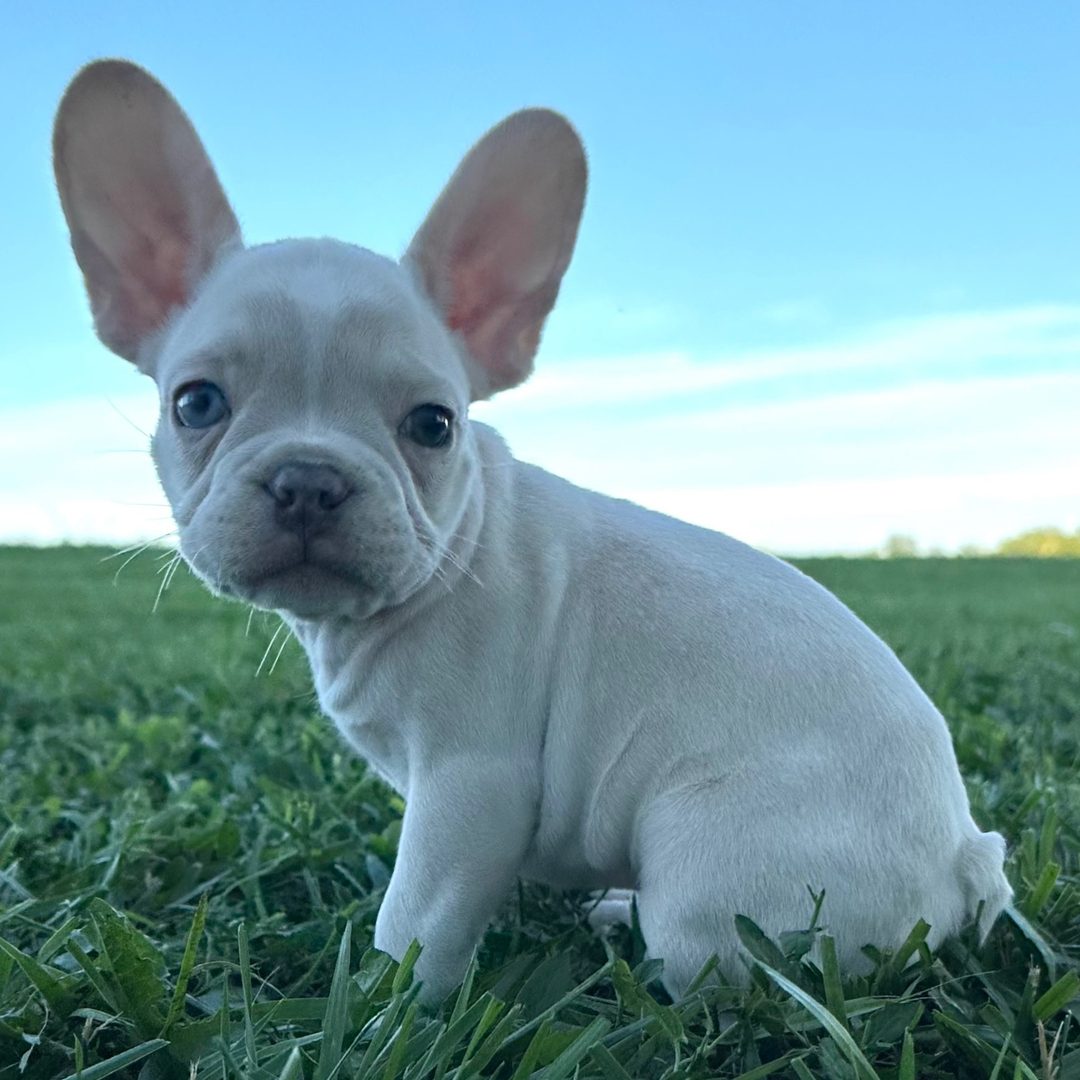 Winston