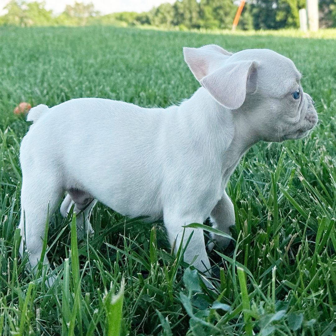 Winston