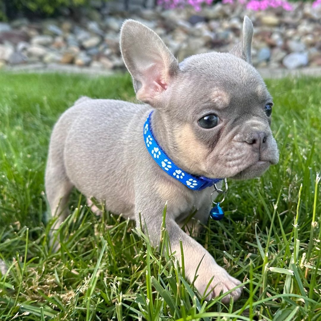 Duke