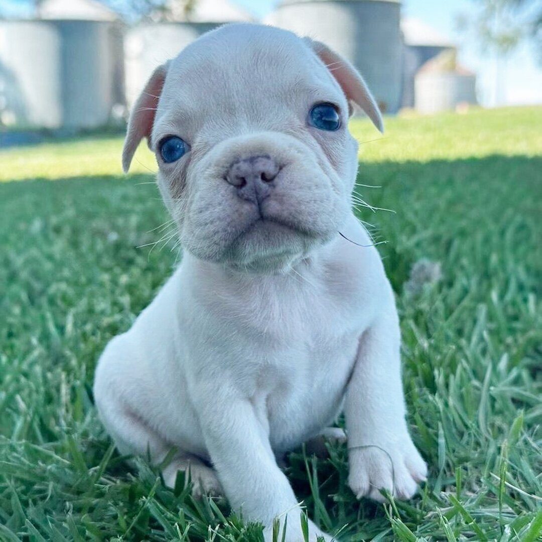 Winston