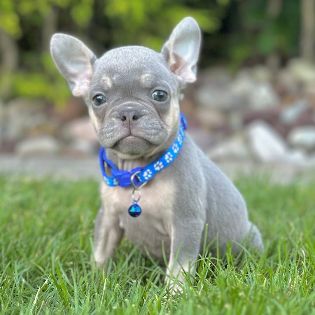 Duke