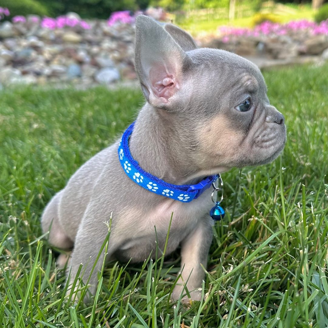 Duke