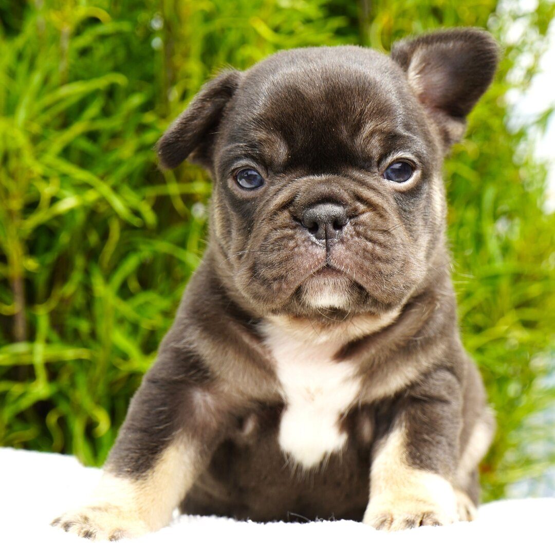 Truffle