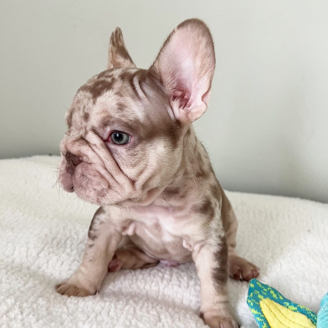 Archie