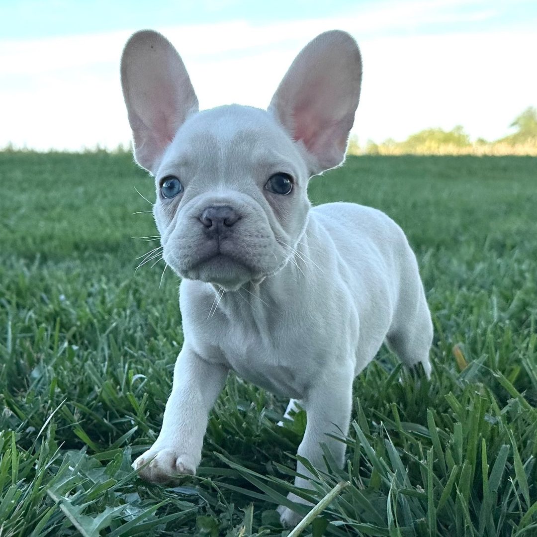 Winston