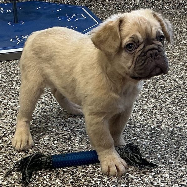 Zara, French Bulldog
