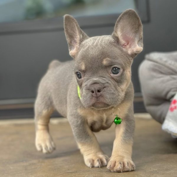 Charlotte, French Bulldog