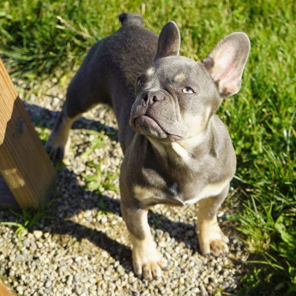 Salish, French Bulldog