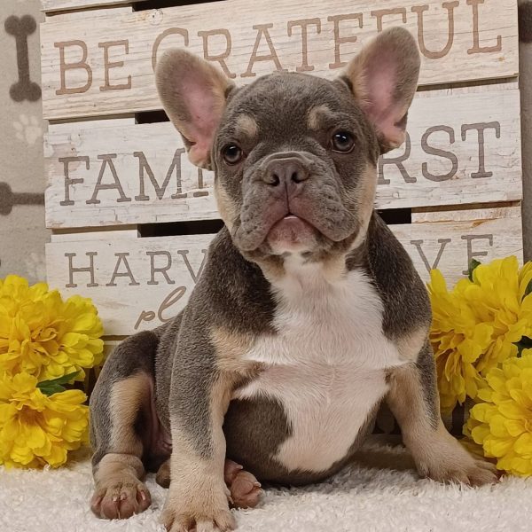 Zeus, French Bulldog
