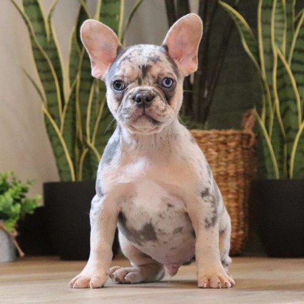 Greg, French Bulldog