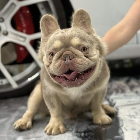 Simba