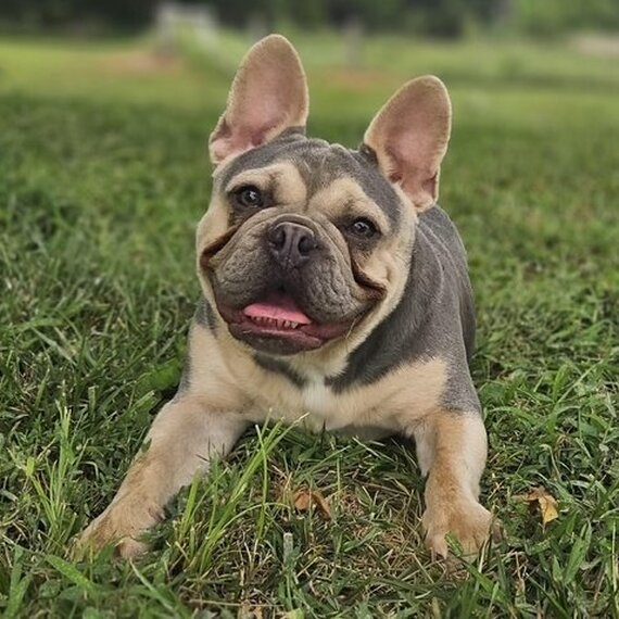 Diesel