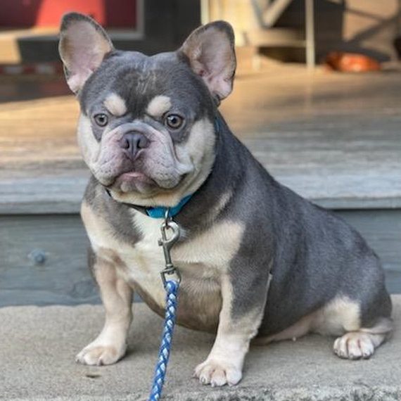 Bruno