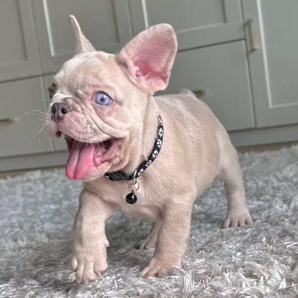 Princess, French Bulldog